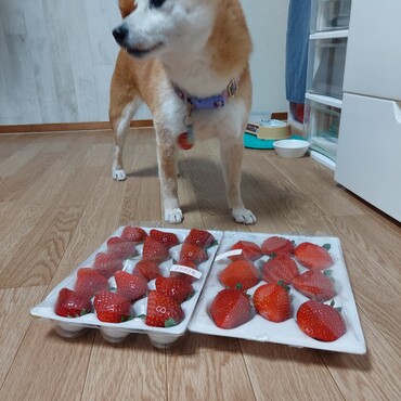 でっかい苺♪　私は食べないけど(;´∀｀)