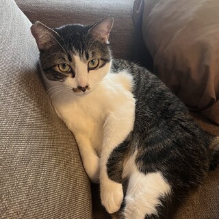 添い寝できるよ♡タマオ〈富山.石川県地域限定募集〉