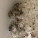ジャンガリアン＊ブルーサファイア＊