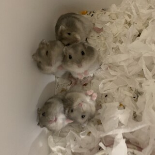 ジャンガリアン＊ブルーサファイア＊