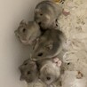 ジャンガリアン＊ブルーサファイア＊ サムネイル2