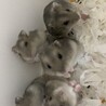 ジャンガリアン＊ブルーサファイア＊ サムネイル3