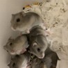 ジャンガリアン＊ブルーサファイア＊ サムネイル4