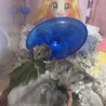 ジャンガリアン＊ブルーサファイア＊ サムネイル6
