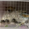ジャンガリアン＊ブルーサファイア＊ サムネイル7