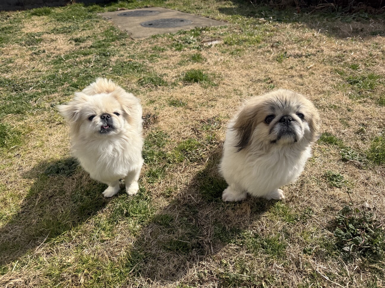 里親決まりました]ペキニーズ」千葉県 - 犬の里親募集(535983) 1枚目の 