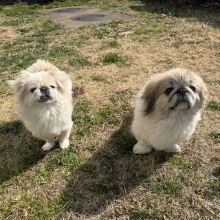 [里親決まりました]ペキニーズ