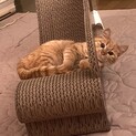 可愛い茶トラ男子です。