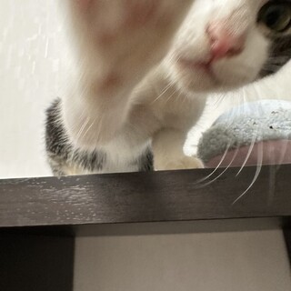 甘えん坊で人懐こいロキくん