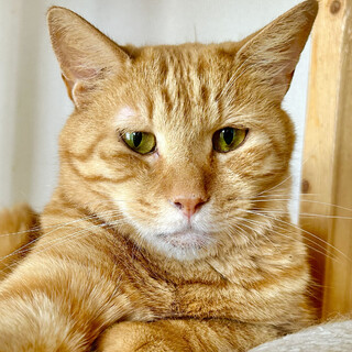 元気いっぱい！茶トラの男の子・オトくん☆6歳