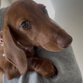 10月13日生まれの子犬ちゃんです