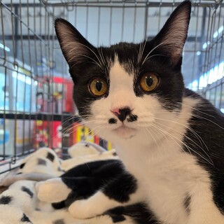 2/15カインズ浦和美園譲渡会参加