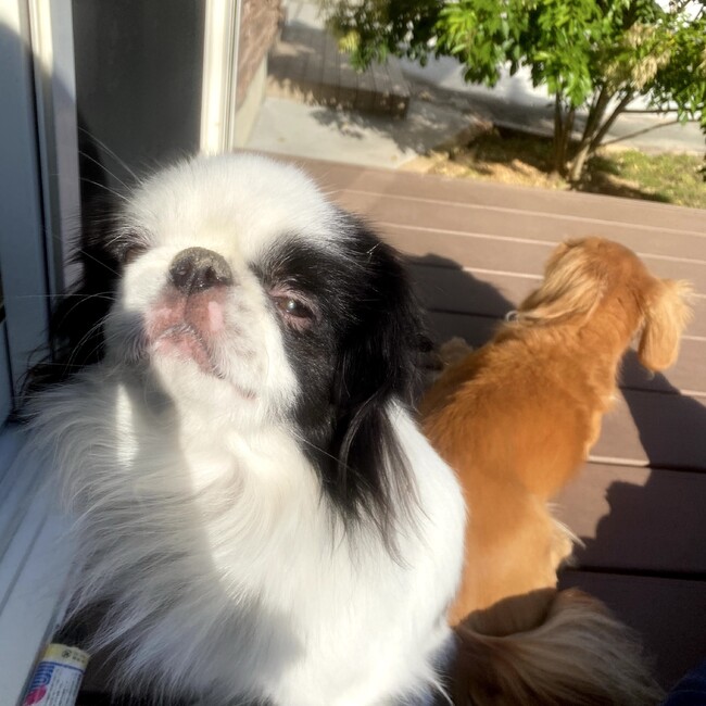 りん・のカバー写真