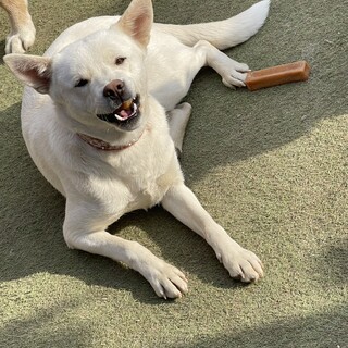 センターで出産した人懐こいお母さんわんこ