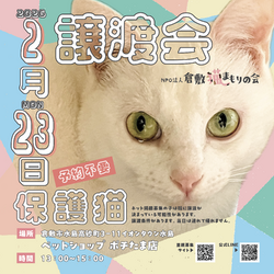 保護猫譲渡会（予約不要） サムネイル1