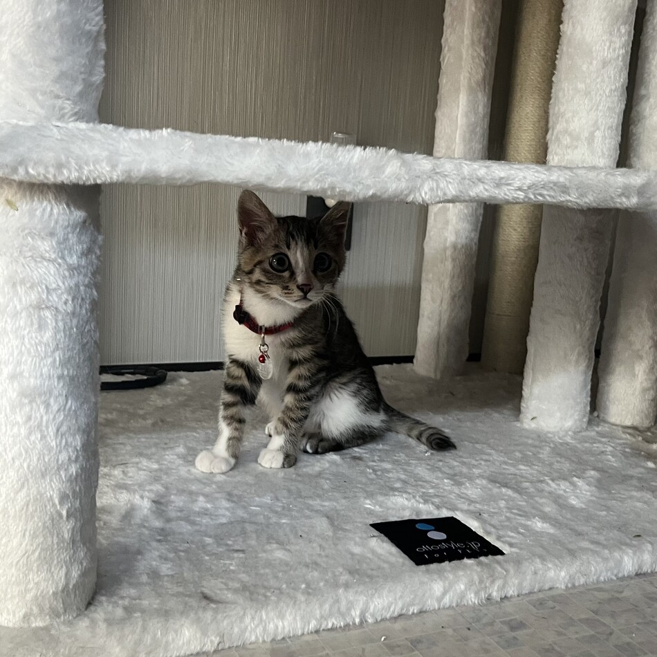 翠(すい)のカバー写真