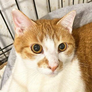 元気な茶白の男の子☆リクくん・4歳