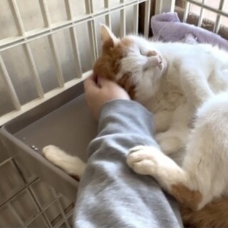 とっても人懐っこい甘えん坊な茶白ちゃん