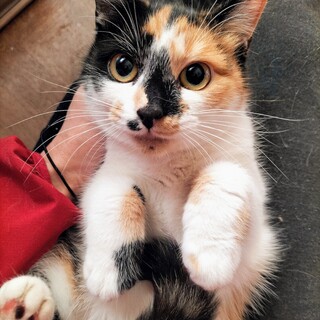 本当は甘えたい…こじらせ美三毛ねね♡