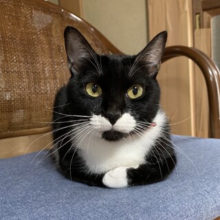 高齢の父が飼えなくなったため里親さん急募です！