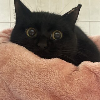 お目目くりくり♬メイちゃん