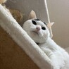 の写真