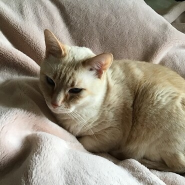 トムキャット、冷たくなかったのかな?僕は飲むお水もちょっと温めてもらってるよ