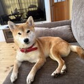 柴犬の里親募集です