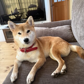 柴犬の里親募集です