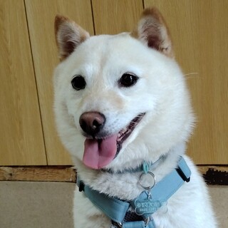 小さな白柴の女の子(完全室内飼育)