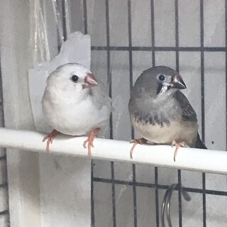 生後１ヶ月キンカチョウペア