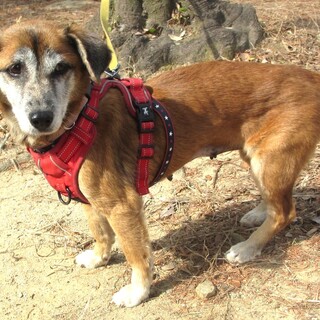 甘えんぼで愛らしい、短足シニアちゃん