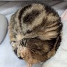 ねこひめ２