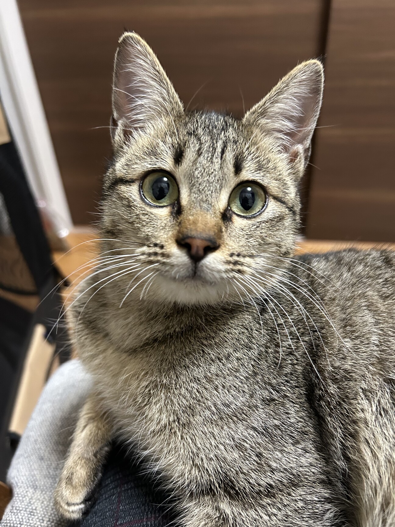 募集一時停止（交渉中） サムネイル1