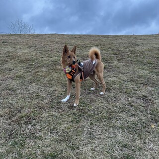 イケメンわんこの里親様募集