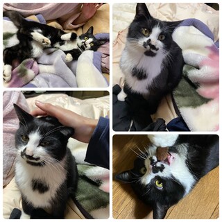 鼻の模様が独特な長毛白黒ハチワレの人懐っこい男の子