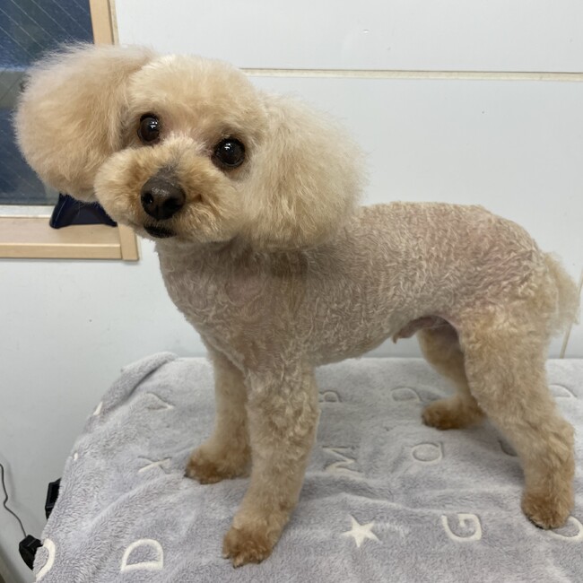 手塚令和のカバー写真