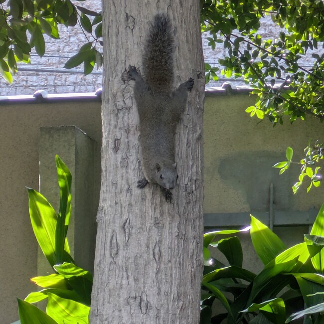 加藤おけまるのカバー写真