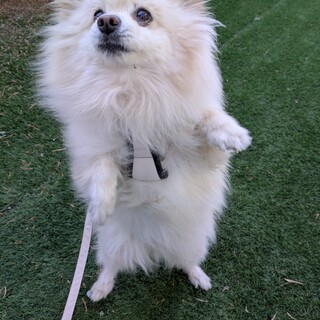 散歩が好きなポメラニアンの女の子　再募集