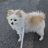 散歩が好きなポメラニアンの女の子　再募集 サムネイル2