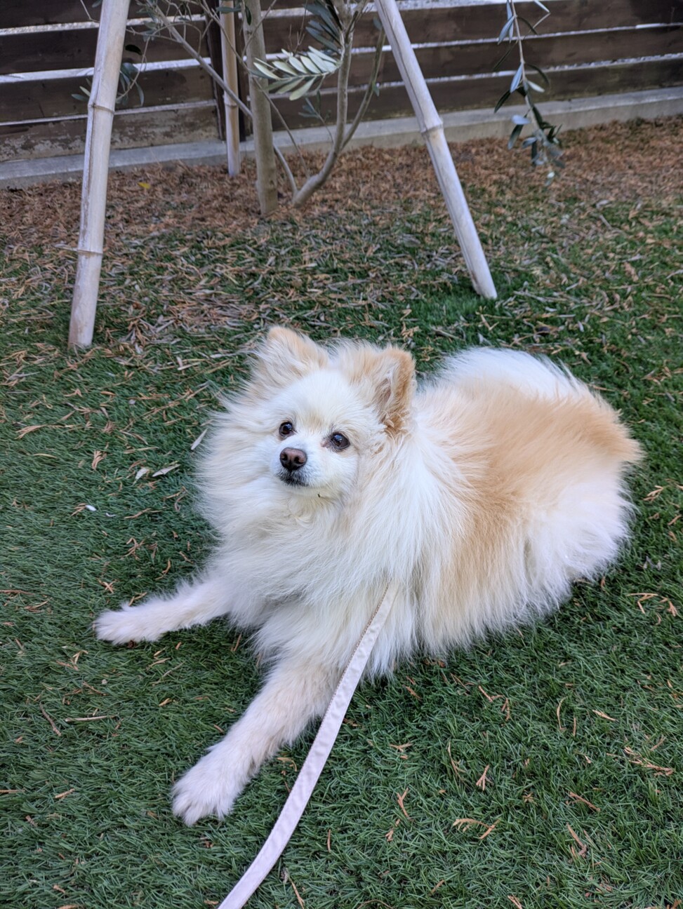 散歩が好きなポメラニアンの女の子　再募集 サムネイル3