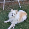 散歩が好きなポメラニアンの女の子　再募集 サムネイル3