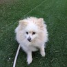 散歩が好きなポメラニアンの女の子　再募集 サムネイル4