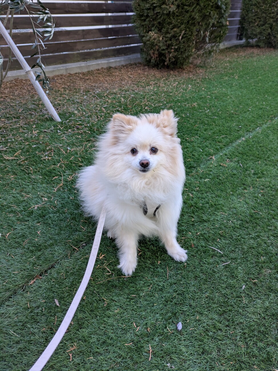 散歩が好きなポメラニアン」群馬県 - 犬の里親募集(536007) 5枚目の