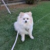 散歩が好きなポメラニアンの女の子　再募集 サムネイル5