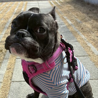 元気いっぱい！人懐っこいブルドッグミックスの女の子