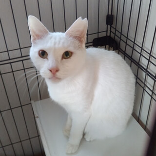 7�˂����ǁA�������̂��G��D���L�w�͂�x