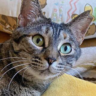 甘えん坊なムギワラの女の子＊ネネ・推定6歳