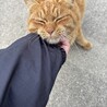 童顔の男の子 サムネイル3