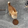 童顔の男の子 サムネイル4